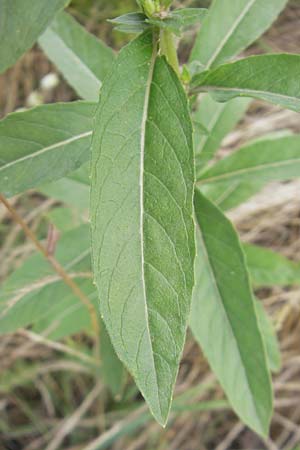 Oenothera badensis \ Badische Nachtkerze / Baden Evening Primrose, F Wissembourg 14.7.2011