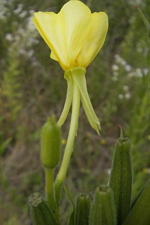 Oenothera badensis \ Badische Nachtkerze / Baden Evening Primrose, F Wissembourg 14.7.2011