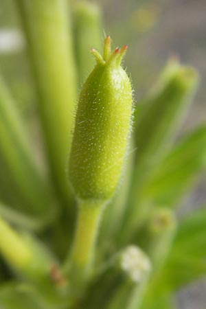 Oenothera badensis \ Badische Nachtkerze / Baden Evening Primrose, F Wissembourg 14.7.2011