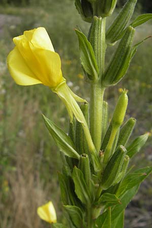 Oenothera badensis \ Badische Nachtkerze / Baden Evening Primrose, F Wissembourg 14.7.2011