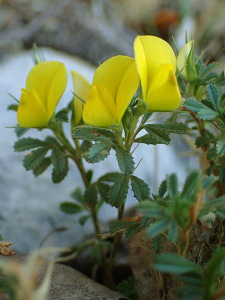 Ononis minutissima \ Winzige Hauhechel / Tiny Restharrow, F Col de Vence 7.10.2021