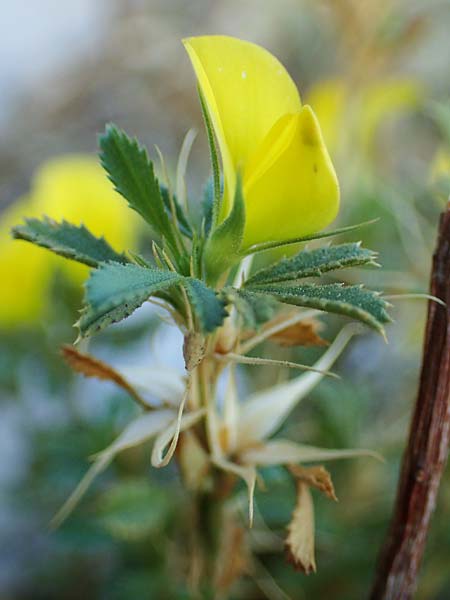 Ononis minutissima \ Winzige Hauhechel / Tiny Restharrow, F Col de Vence 7.10.2021
