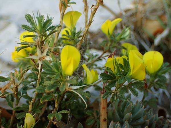 Ononis minutissima \ Winzige Hauhechel / Tiny Restharrow, F Col de Vence 7.10.2021