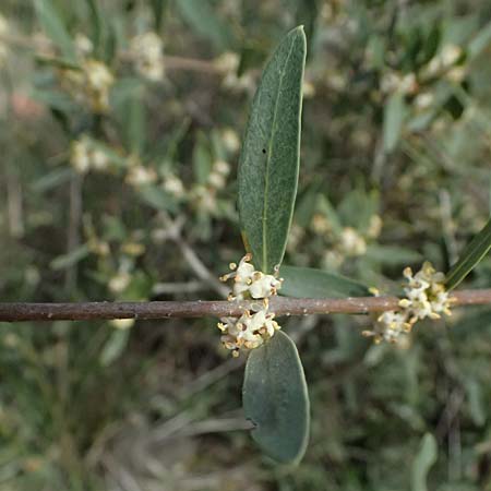 Olea sylvestris \ Wilder lbaum / Oleaster, F St. Martin-de-Crau 17.3.2024