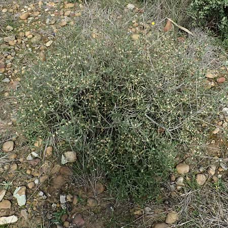 Olea sylvestris \ Wilder lbaum / Oleaster, F St. Martin-de-Crau 17.3.2024
