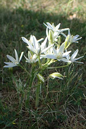Ornithogalum divergens \ Spreizender Dolden-Milchstern / Lesser Star of Bethlehem, F Sisteron 3.5.2023