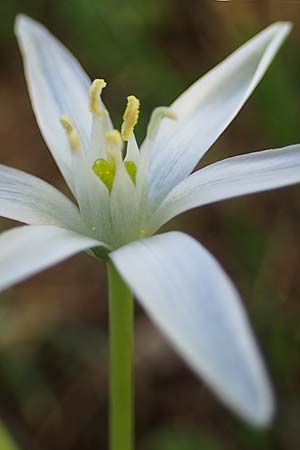Ornithogalum divergens \ Spreizender Dolden-Milchstern / Lesser Star of Bethlehem, F Sisteron 3.5.2023