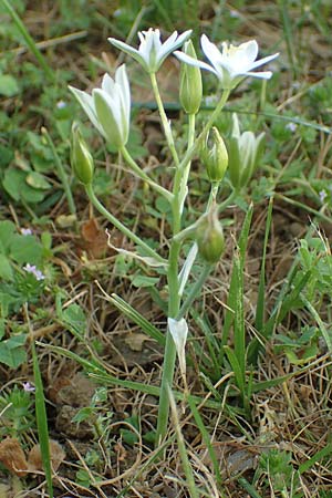 Ornithogalum divergens \ Spreizender Dolden-Milchstern / Lesser Star of Bethlehem, F Sisteron 3.5.2023