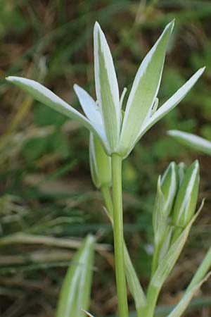 Ornithogalum divergens \ Spreizender Dolden-Milchstern / Lesser Star of Bethlehem, F Sisteron 3.5.2023
