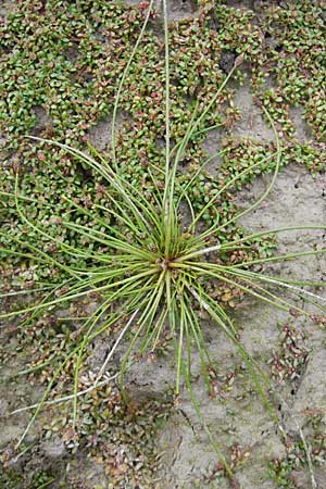Eleocharis ovata \ Eifrmige Sumpfbinse / Ovate Spike Rush, F Sundgau 6.10.2009