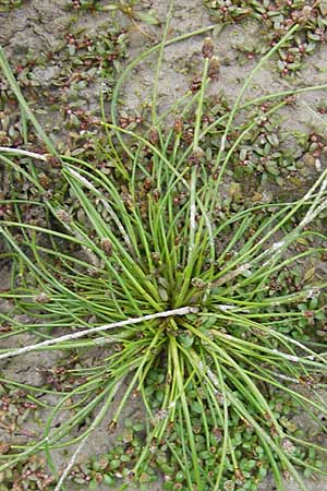 Eleocharis ovata \ Eifrmige Sumpfbinse / Ovate Spike Rush, F Sundgau 6.10.2009