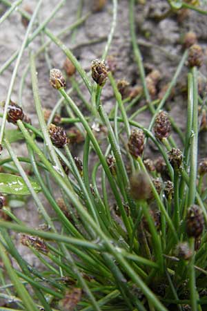 Eleocharis ovata \ Eifrmige Sumpfbinse / Ovate Spike Rush, F Sundgau 6.10.2009