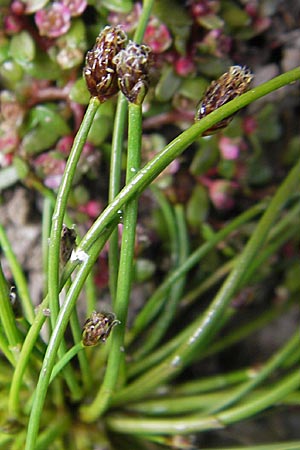 Eleocharis ovata \ Eifrmige Sumpfbinse / Ovate Spike Rush, F Sundgau 6.10.2009