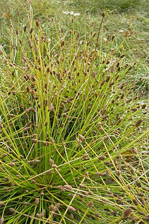 Eleocharis ovata \ Eifrmige Sumpfbinse / Ovate Spike Rush, F Sundgau 6.10.2009