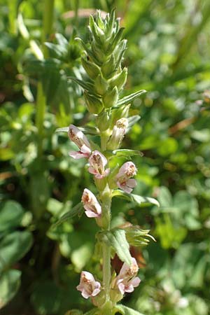 Odontites vulgaris \ Spter Zahntrost, Gewhnlicher Zahntrost / Red Bartsia, F Pyrenäen/Pyrenees, Segre - Schlucht / Gorge 2.8.2018