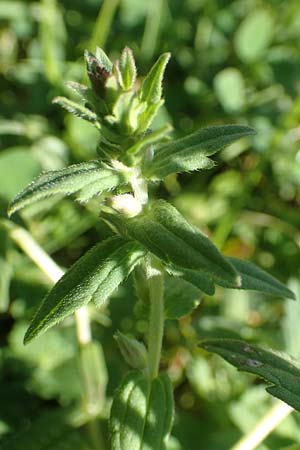 Odontites vulgaris \ Spter Zahntrost, Gewhnlicher Zahntrost / Red Bartsia, F Pyrenäen/Pyrenees, Segre - Schlucht / Gorge 2.8.2018