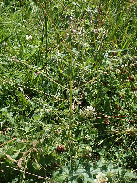 Odontites vulgaris \ Spter Zahntrost, Gewhnlicher Zahntrost / Red Bartsia, F Pyrenäen/Pyrenees, Segre - Schlucht / Gorge 2.8.2018