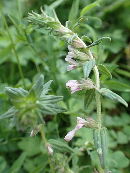 Odontites vulgaris \ Spter Zahntrost, Gewhnlicher Zahntrost / Red Bartsia, F Pyrenäen/Pyrenees, Segre - Schlucht / Gorge 2.8.2018
