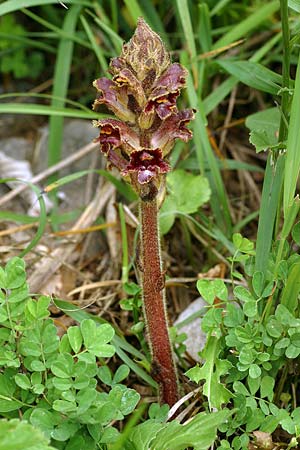 Orobanche variegata \ Bunte Sommerwurz / Variegated Broomrape, F Col de l'Alpe 30.6.2007 (Photo: Uwe & Katja Grabner)