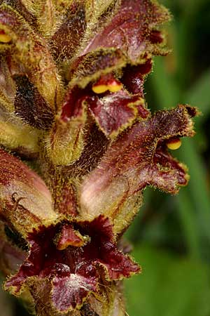 Orobanche variegata \ Bunte Sommerwurz / Variegated Broomrape, F Col de l'Alpe 30.6.2007 (Photo: Uwe & Katja Grabner)