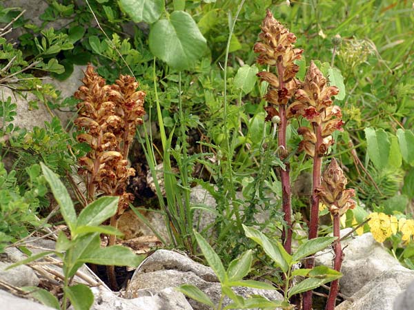 Orobanche variegata \ Bunte Sommerwurz / Variegated Broomrape, F Col de l'Alpe 30.6.2007 (Photo: Uwe & Katja Grabner)