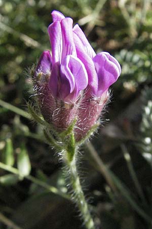 Oxytropis halleri \ Hallers Spitzkiel, F Pyrenäen, Eyne 9.8.2006
