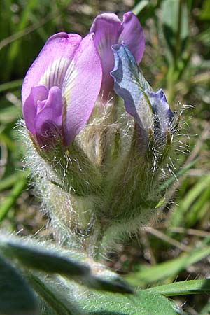Oxytropis velutina \ Samtiger Spitzkiel, F Queyras, Vieille Ville 22.6.2008