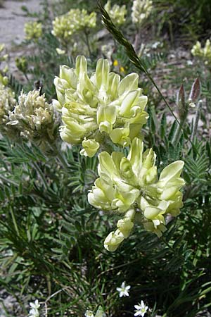 Oxytropis pilosa \ Zottige Fahnenwicke, Steppen-Spitzkiel / Wooly Milk-Vetch, F Queyras, Vieille Ville 22.6.2008