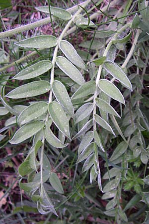 Oxytropis halleri \ Hallers Spitzkiel, F Pyrenäen, Eyne 25.6.2008