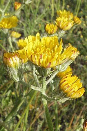 Crepis taraxicifolia \ Lwenzahnblttriger Pippau / Beaked Hawk's-Beard, F Serres 12.5.2007