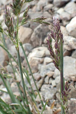 Poa molinerii \ Inneralpen-Rispengras / Molineri's Grass, F Col de la Bonette 8.7.2016