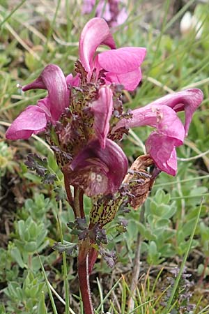Pedicularis kerneri \ B&uuml;ndner L�usekraut, Kerners L�usekraut / Kerner's Lousewort, F Col de la Bonette 8.7.2016
