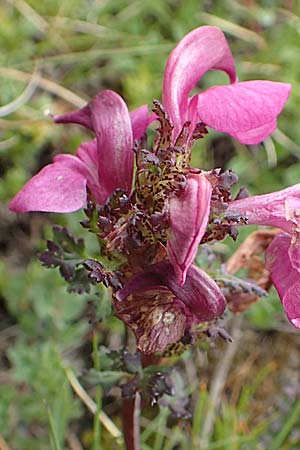 Pedicularis kerneri \ B&uuml;ndner L�usekraut, Kerners L�usekraut / Kerner's Lousewort, F Col de la Bonette 8.7.2016