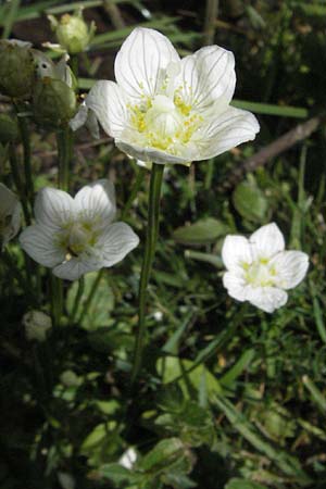 Parnassia palustris \ Sumpf-Herzblatt, Studentenrschen / Grass of Parnassus, F Pyrenäen/Pyrenees, Eyne 9.8.2006