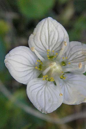 Parnassia palustris \ Sumpf-Herzblatt, Studentenrschen / Grass of Parnassus, F Pyrenäen/Pyrenees, Eyne 9.8.2006