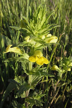 Bellardia viscosa \ Gelbes Teerkraut, Gelbe Bartschie / Yellow Balm, Yellow Bartsia, F Maures, Bois de Rouquan 12.5.2007