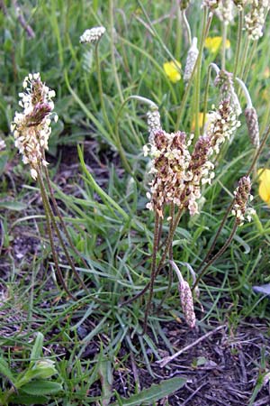 Plantago alpina \ Alpen-Wegerich / Alpine Plantain, F Col du Galibier 21.6.2008