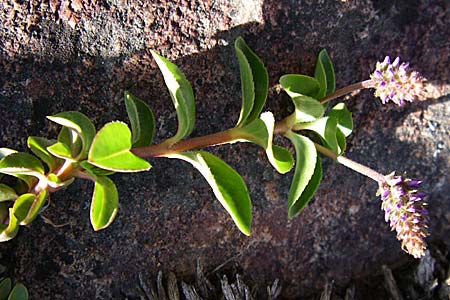 Paederota bonarota \ Blaues M�nderle, Dolomiten-Ehrenpreis / Dolomites Veronica, F Col de Granon 22.6.2008