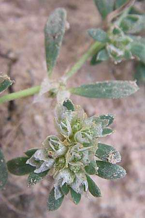 Paronychia argentea \ Silber-Nagelkraut, Silber-Mauermiere / Silver Nailwort, F Toreilles 24.6.2008