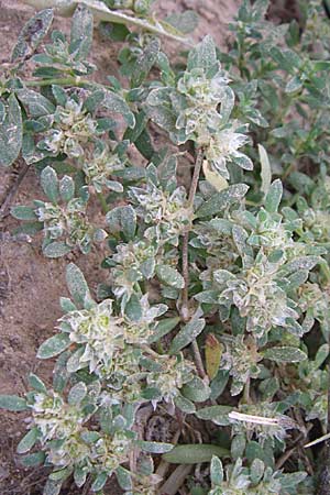 Paronychia argentea \ Silber-Nagelkraut, Silber-Mauermiere / Silver Nailwort, F Toreilles 24.6.2008