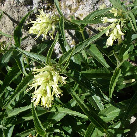 Paederota lutea \ Gelbes M�nderle / Yellow Veronica, F Col de Lautaret Botan. Gar.  28.6.2008