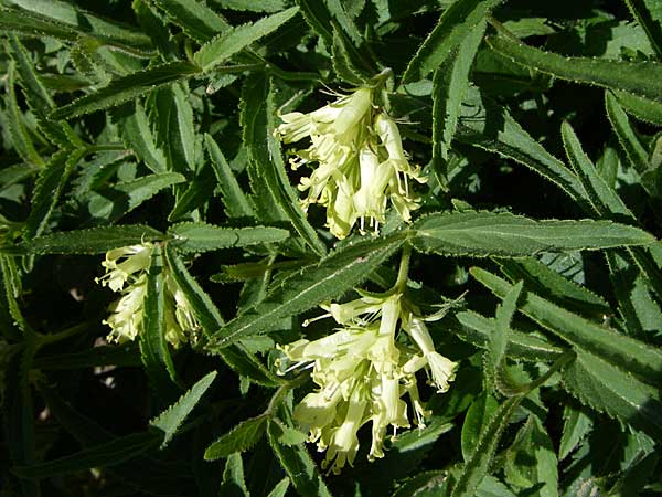 Paederota lutea \ Gelbes M�nderle / Yellow Veronica, F Col de Lautaret Botan. Gar.  28.6.2008