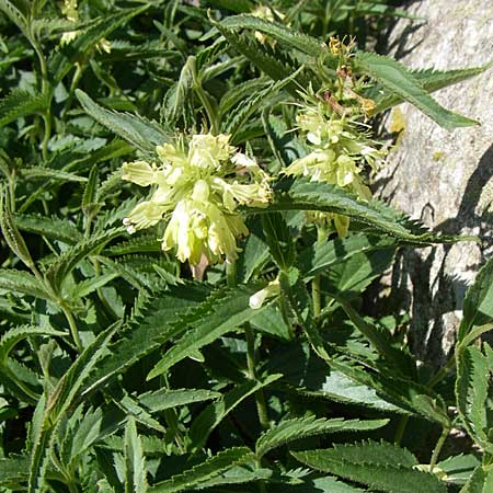 Paederota lutea \ Gelbes M�nderle / Yellow Veronica, F Col de Lautaret Botan. Gar.  28.6.2008