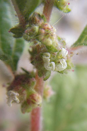 Parietaria judaica \ stiges Glaskraut, Mauer-Glaskraut / Pellitory-of-the-Wall, F La Couvertoirade 27.5.2009