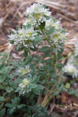 Paronychia argentea \ Silber-Nagelkraut, Silber-Mauermiere / Silver Nailwort, F S&egrave;te 5.6.2009