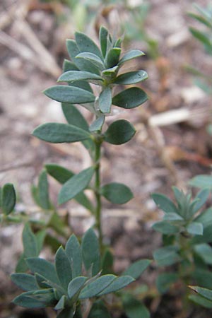 Paronychia argentea \ Silber-Nagelkraut, Silber-Mauermiere / Silver Nailwort, F S&egrave;te 5.6.2009
