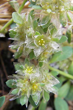 Paronychia argentea \ Silber-Nagelkraut, Silber-Mauermiere / Silver Nailwort, F S&egrave;te 6.6.2009
