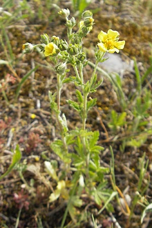 Potentilla intermedia \ Mittleres Fingerkraut / Downy Cinquefoil, Russian Cinquefoil, F Elsass/Alsace, Blodelsheim 9.6.2010