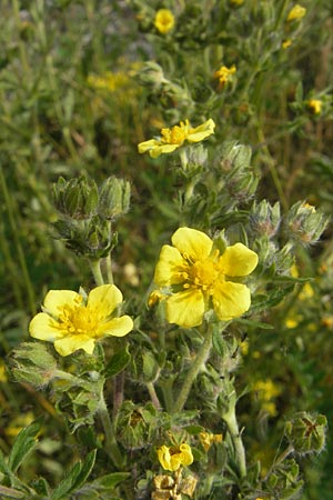 Potentilla intermedia \ Mittleres Fingerkraut / Downy Cinquefoil, Russian Cinquefoil, F Elsass/Alsace, Blodelsheim 9.6.2010