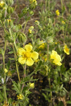 Potentilla intermedia \ Mittleres Fingerkraut / Downy Cinquefoil, Russian Cinquefoil, F Elsass/Alsace, Blodelsheim 9.6.2010